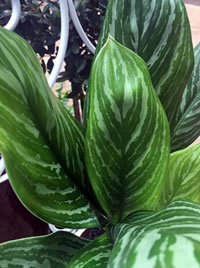 The Spear Plant has shades of silver and green mixed