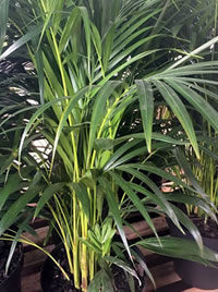 Bamboo Palms need high light 
