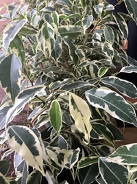 Ficus will grow on a patio too!