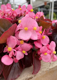 Begonias for colour in half shade