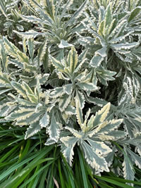 All Lavender works, this is Lavander Merlot All Lavender works, this is Lavander Merlot