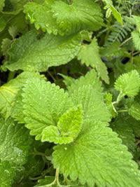 Catnip, beloved by cats but disliked by rodents Catnip, beloved by cats but disliked by rodents
