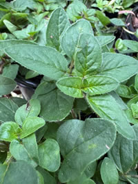 Oregano masks food smell Oregano masks food smell