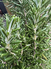 Rosmary discourages nesting Rosmary discourages nesting