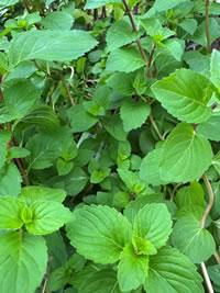 Peppermint deters Mice and Rats Peppermint deters Mice and Rats