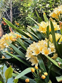 Clivias need some attention post flowering