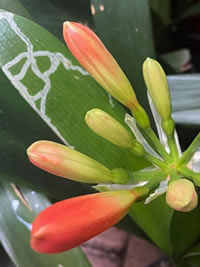 Clivia Worm Damage on Clivias