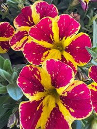 Cali Petunia Lemon and Cherry is New for 2025