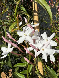 Jasmine as a climber can be clipped to shape