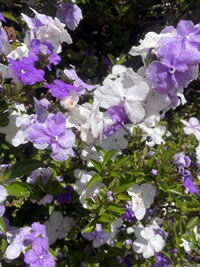 Fragrant flowers on the classic Brunfelsia