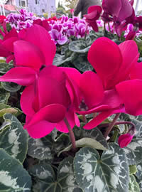 Garden Cyclamen for indoors or outdoors