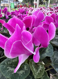 Do not overwater them or they will rot