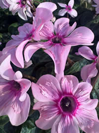 Illusia is a soft pink petticoat Cyclamen