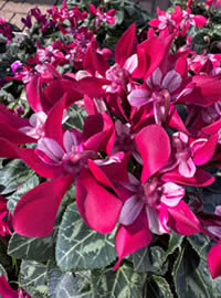 Delicate reflexed petals