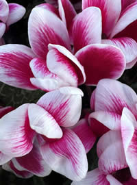 New varieties of Cyclamen every year!