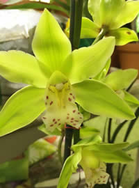 Cymbidium are often called Boat Orchids Cymbidium are often called Boat Orchids