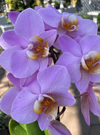 Phalaenopsis are often called Moth Orchids Phalaenopsis are often called Moth Orchids