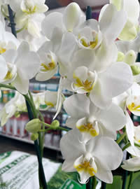 Moth Orchids are so opulent Moth Orchids are so opulent