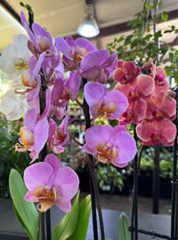 Moth Orchids can flower any time of the year Moth Orchids can flower any time of the year