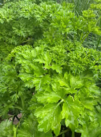 Parsley is a dogs breath refresher