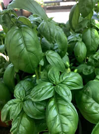 Summer Basil supports digestion for pets