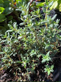 Thyme help with repiratory support