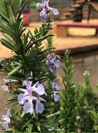 Rosmary supports blood circulation in pets