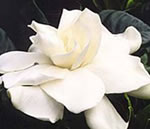 There are new hybrids introduced every year