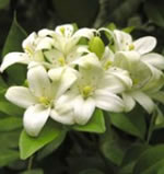Coffee Jasmine also known a Orange Jasmine