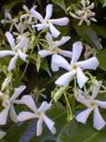 Versatile Star Jasmine