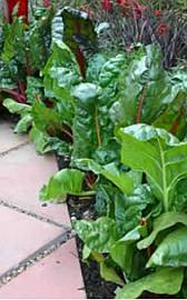 Pick young spinach leaves all year