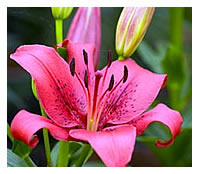 May into June is time for Lilies