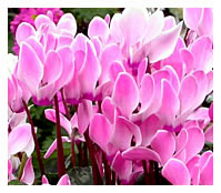 Cyclamen have flowers like bird wings