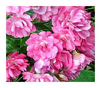 Roses add colour every year that just gets better!