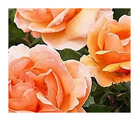 Just Joey is a Hybrid Tea rose