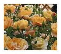 Flower Carpet Amber flowers on mass