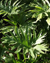 Classic monster leaves are hardy