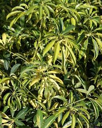 Gold fingers are tropical