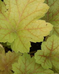 Perennial colour from Heuchera Perennial colour from Heuchera
