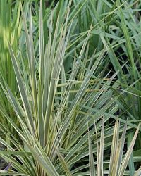 Cordylines for colour and height