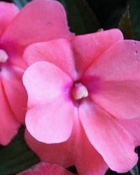 Poolside colour in semi-shade