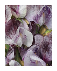 Look out for the Heirloom Range off Sweet Peas