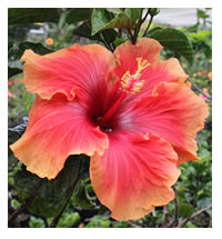 Look for some of the two tones flowers