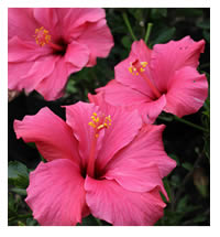Hibiscus flowers on the tips of stems