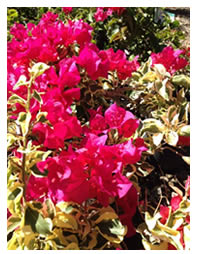 Bougainvilleas flower in abundance