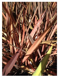 Apricot flax leaves for contrast