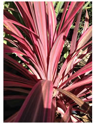 Pink Cordylines add something different