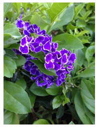 Duranta Sahire Shower