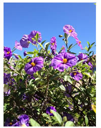 Love the royal blue Potato Bush