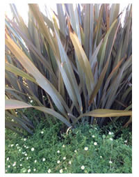 Plant Flax for Texture